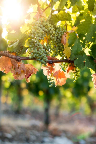 Uvas Videira Verde Uma Fazenda Sol Tarde Toscana — Fotografia de Stock