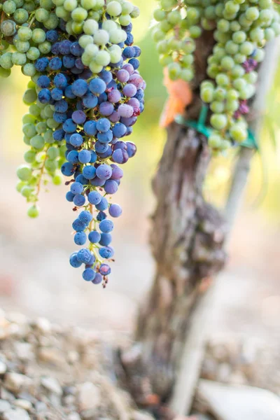 Uvas Vid Azul Verde Una Granja Sol Tarde Toscana — Foto de Stock