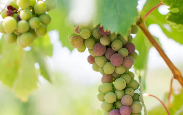 Uvas Videira Azul Verde Uma Fazenda Sol Tarde Toscana — Fotografia de Stock