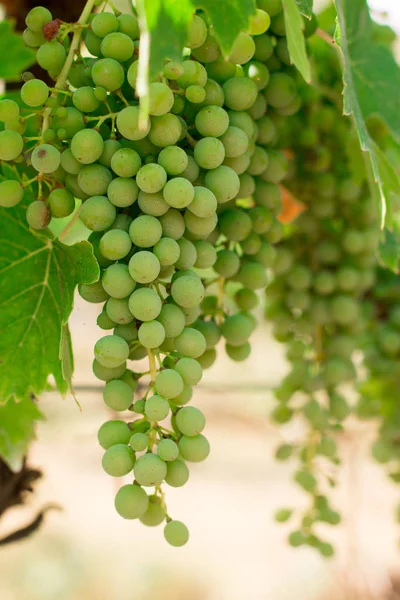 Uvas Videira Verde Uma Fazenda Sol Tarde Toscana — Fotografia de Stock