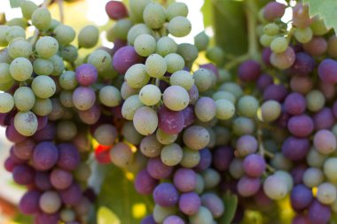 Akşam güneşi, Tuscany mavi ve yeşil asma üzüm bir çiftlikte