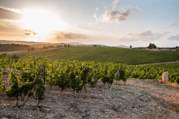 Красивый пейзаж виноградной фермы в Тоскане, виноградная лоза под вечерним солнцем
