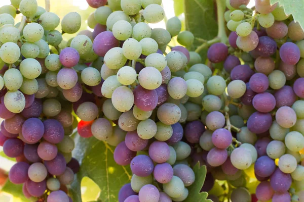 Uvas Videira Azul Verde Uma Fazenda Sol Tarde Toscana — Fotografia de Stock