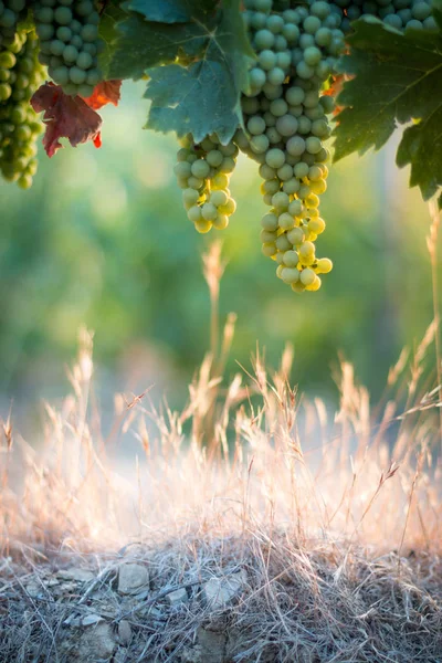 Uvas Videira Azul Verde Uma Fazenda Sol Tarde Toscana — Fotografia de Stock