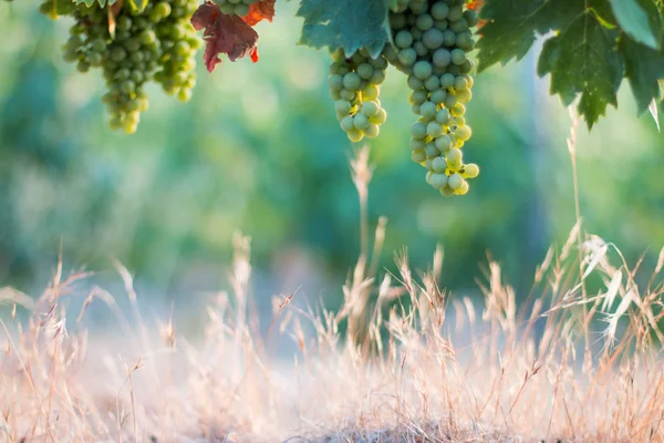 Uvas Videira Azul Verde Uma Fazenda Sol Tarde Toscana — Fotografia de Stock