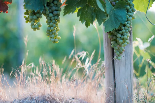 Uvas Videira Azul Verde Uma Fazenda Sol Tarde Toscana — Fotografia de Stock