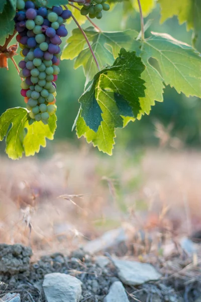 Uvas Videira Azul Verde Uma Fazenda Sol Tarde Toscana — Fotografia de Stock