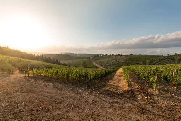 Prachtige Landschap Van Een Wijnstok Boerderij Toscane Grapevine Avondzon Rechtenvrije Stockafbeeldingen