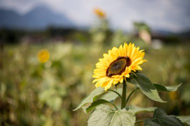 Field of beautiful blooming sunflowers in summer, cloudy sky  clipart