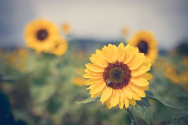Yaz, bulutlu gökyüzü güzel çiçek açan Ayçiçeği tarlası 