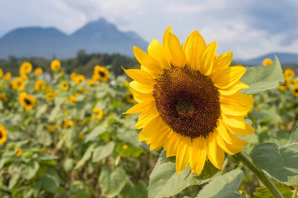 Mooie Bloeiende Zonnebloemveld Zomer Bewolkte Hemel — Stockfoto