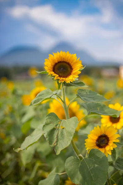 Поле Красивих Квітучих Соняшників Влітку Блакитне Небо — стокове фото