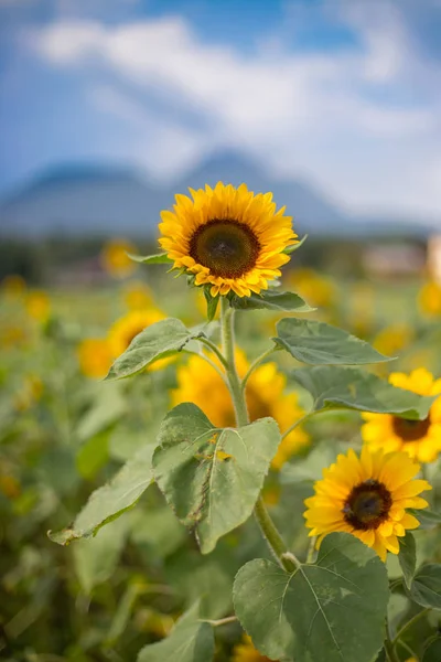 Mooie Bloeiende Zonnebloemveld Zomer Blauwe Lucht — Stockfoto