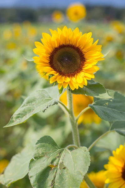 Campo Girasoli Fiorenti Nell Estate — Foto Stock