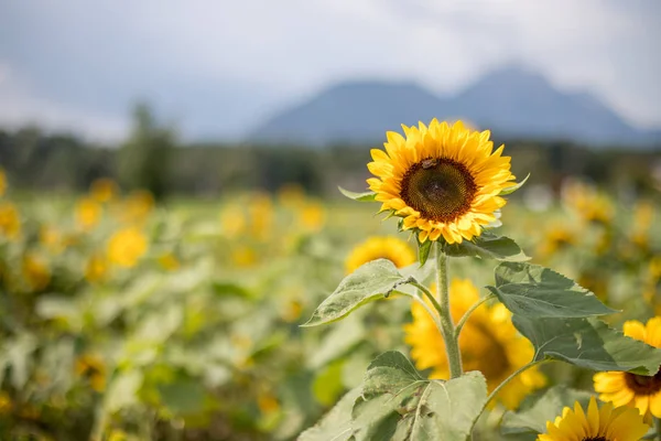 Поле Красивих Квітучих Соняшників Влітку Хмарне Небо — стокове фото