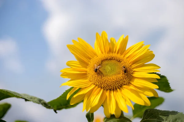 Поле Красивих Квітучих Соняшників Влітку Хмарне Небо — стокове фото