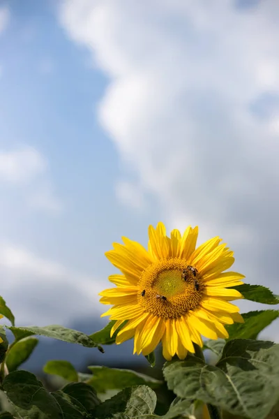 Campo Bellissimi Girasoli Fiore Estate Cielo Nuvoloso — Foto Stock