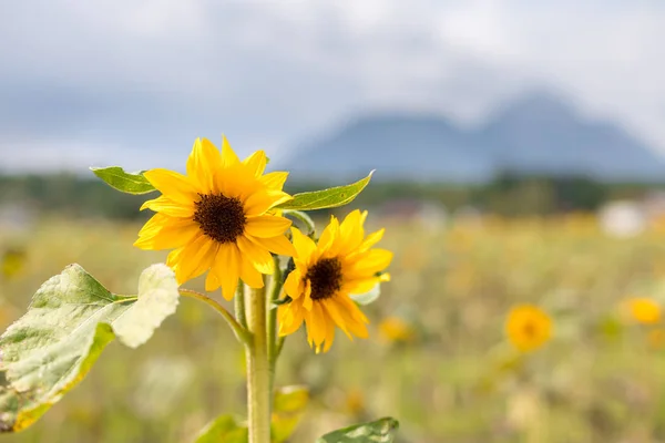 Campo Bellissimi Girasoli Fiore Estate Cielo Nuvoloso — Foto Stock