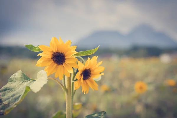 Feld Schön Blühender Sonnenblumen Sommer Bewölkter Himmel — Stockfoto