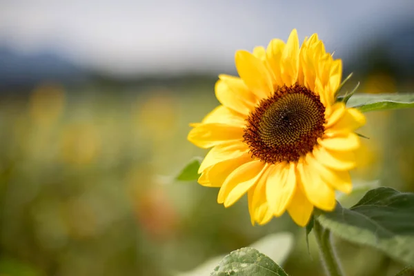 Mooie Bloeiende Zonnebloemveld Zomer Bewolkte Hemel — Stockfoto