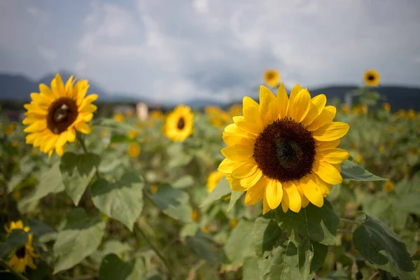 Pole Slunečnic Krásné Kvetoucí Létě Zatažené Obloze — Stock fotografie