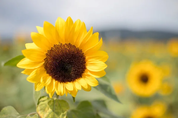 Campo Girasoli Fiorenti Nell Estate — Foto Stock