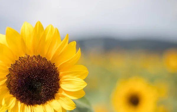 Veld Van Bloeiende Zonnebloemen Zomer — Stockfoto