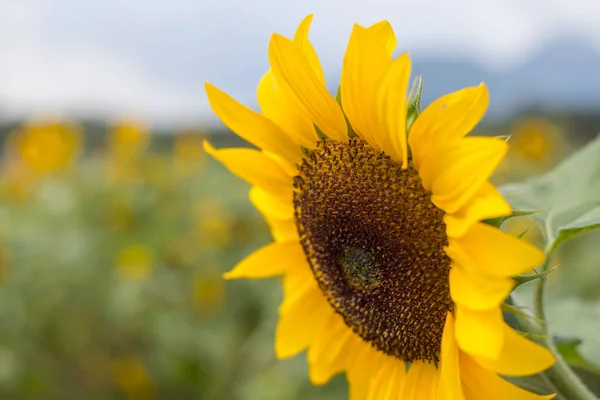 Campo Bellissimi Girasoli Fiore Estate Cielo Nuvoloso — Foto Stock