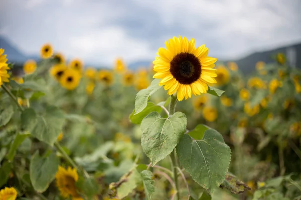 Veld Van Bloeiende Zonnebloemen Zomer — Stockfoto