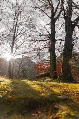 Pastoral manzara ormanlık arazi, açık havada, Güneş