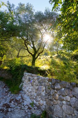 İtalya güzel manzara: zeytin ağaçları, taş duvar ve sunris
