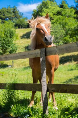 Bir padok, meraklı, güzel kahverengi at