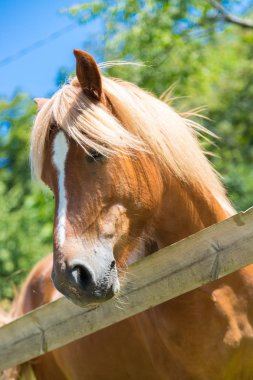 Bir padok, meraklı, güzel kahverengi at