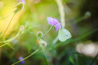 Kükürt kelebek Pembe çiçek