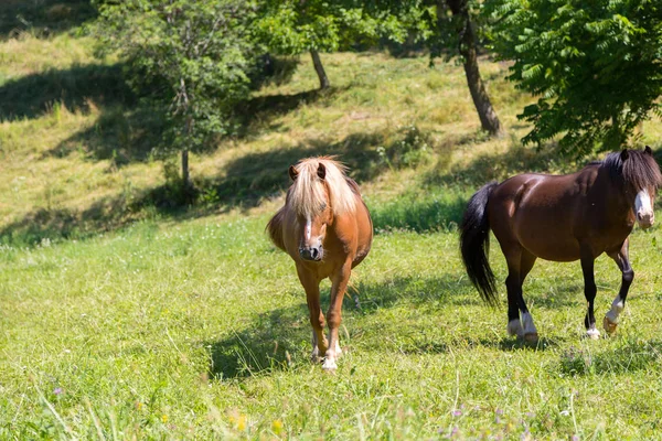 Curious Beautiful Brown Horses Paddock — Stock Photo, Image
