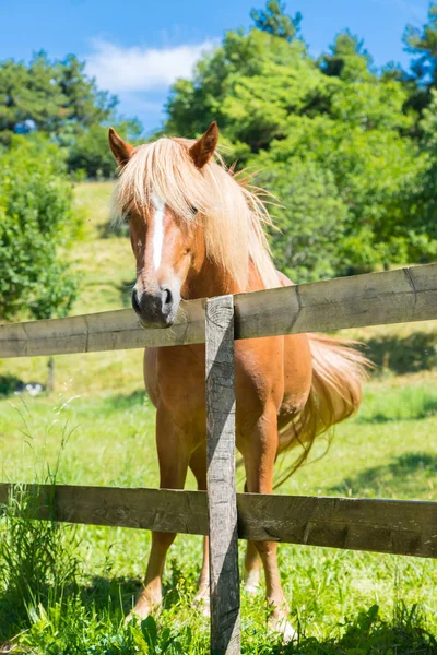 Ciekawy Piękny Brązowy Koń Paddock — Zdjęcie stockowe