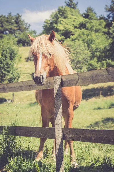 Curious Beautiful Brown Horse Paddock — Stock Photo, Image
