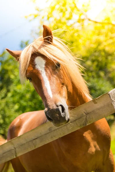 Nieuwsgierig Mooi Bruin Paard Een Paddock — Stockfoto