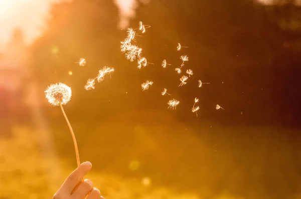 Geschnitten Aus Einer Jungen Frau Die Löwenzahn Die Abendsonne Pustet — Stockfoto