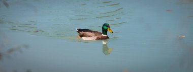 Erkek ördek renkli mavi nehirde yüzüyor