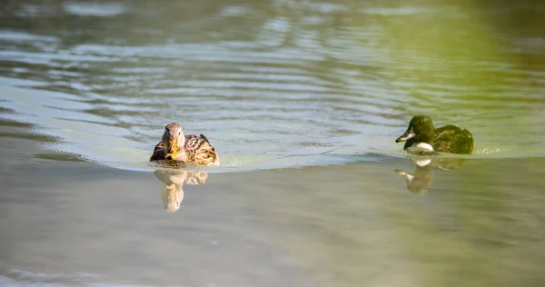 Patos Curiosos Estão Nadando Rio Refletindo Água — Fotografia de Stock