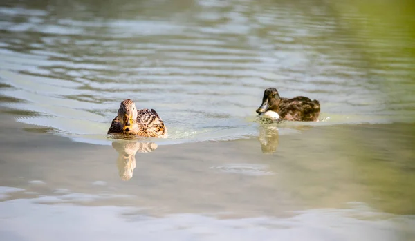 Patos Curiosos Estão Nadando Rio Refletindo Água — Fotografia de Stock