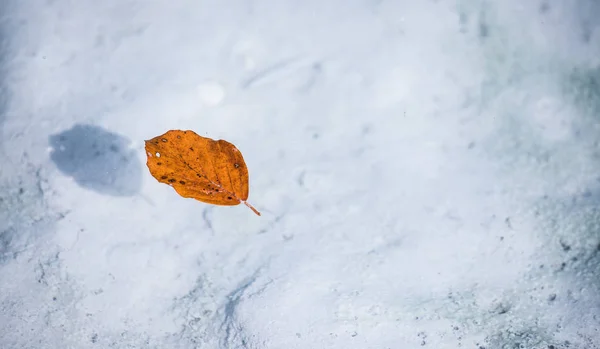 Feuille Colorée Nage Dans Eau Bleue Espace Texte — Photo