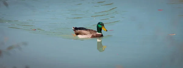 Pato Macho Está Nadando Colorido Rio Azul — Fotografia de Stock