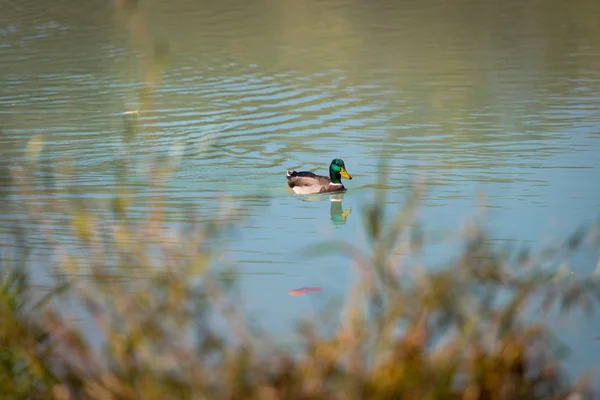 Pato Macho Está Nadando Colorido Rio Azul — Fotografia de Stock