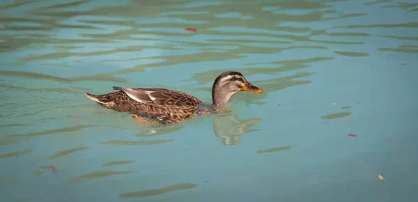 Pato Fêmea Está Nadando Colorido Rio Azul — Fotografia de Stock