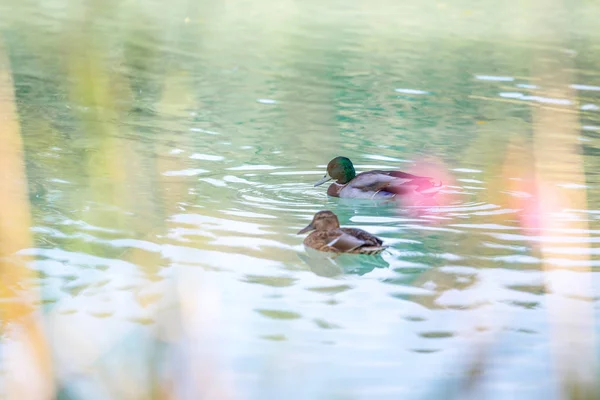 Duck Swimming Colourful Blue River — Stock Photo, Image