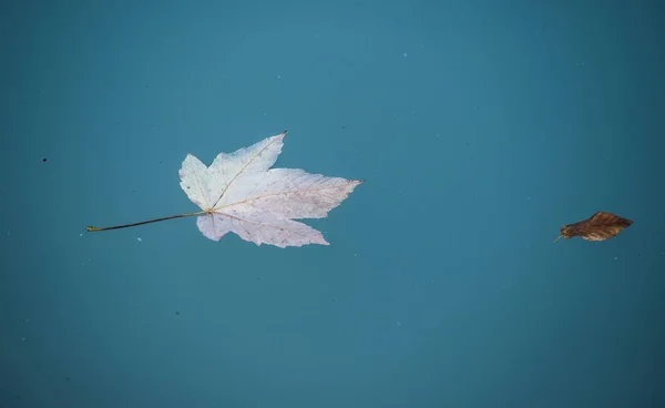 Hoja Colorida Está Nadando Agua Azul Espacio Texto —  Fotos de Stock