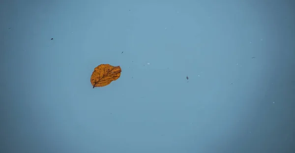 Πολύχρωμα Φύλλα Είναι Κολύμπι Στα Καταγάλανα Νερά Κείμενο Χώρο — Φωτογραφία Αρχείου