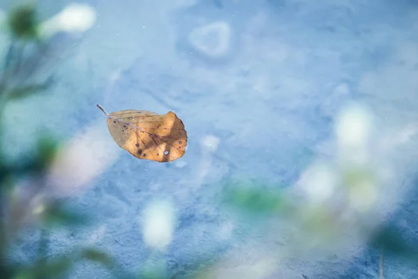 Hoja Colorida Está Nadando Agua Azul Espacio Texto —  Fotos de Stock